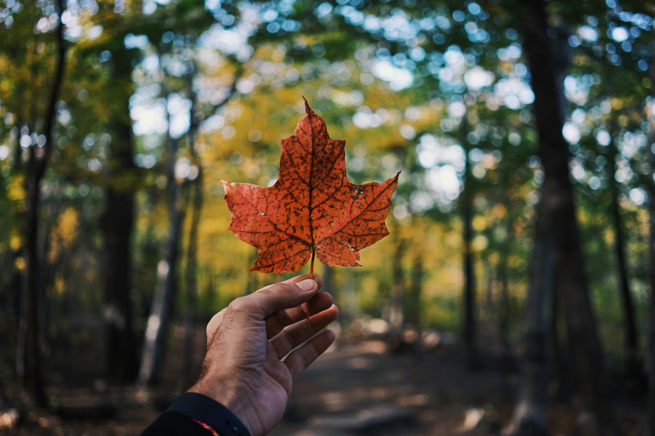 Access to justice and human rights approaches to procedural environmental rights: lessons from and for Canada – A Call for Blog Posts and Bibliography Submissions