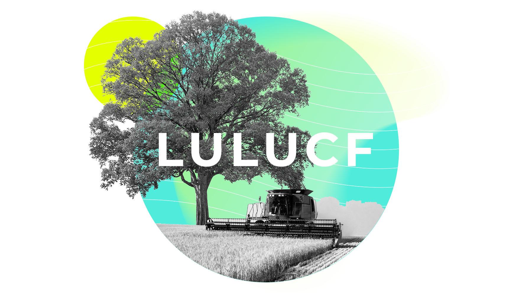 Forests in courts: The new wave of litigation concerning the LULUCF sector in Europe